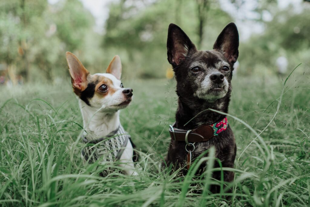 Two Chihuahuas sitting in grass