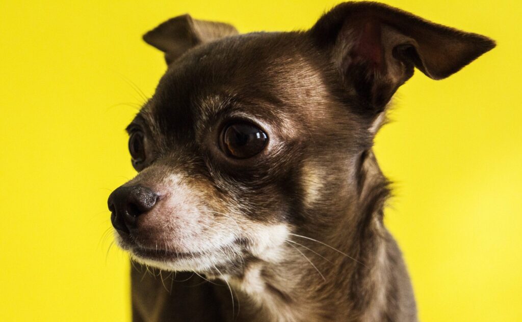 A Beginner’s Guide to Owning a Chihuahua in 2023