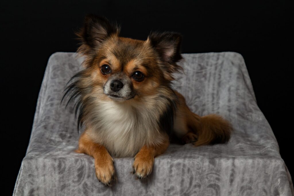 Famous Chihuahuas: A Look at the Most Iconic Canine Celebrities of Recent Years