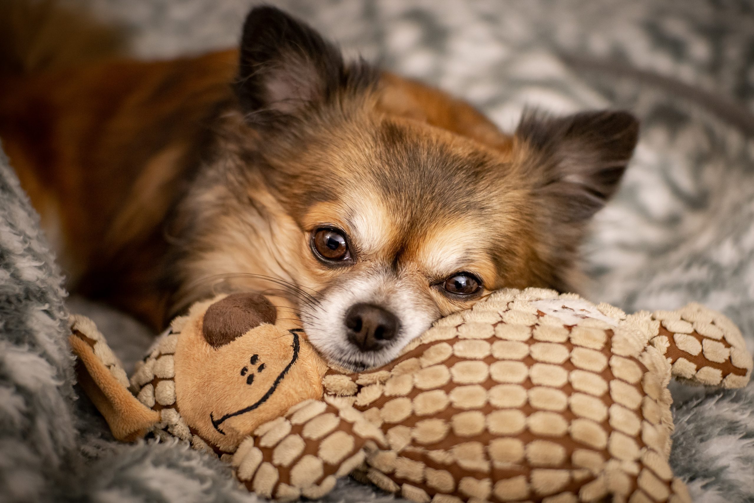 Chihuahua Adoption: Why Adoption is the Best Choice